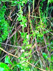 Magnoliopsida