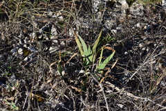 Iris pallida illyrica