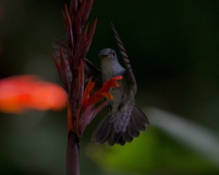 Elliotomyia viridicauda