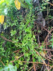 Magnoliopsida
