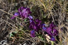 Iris adriatica