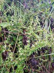 Magnoliopsida