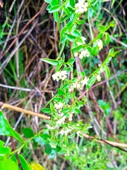 Magnoliopsida