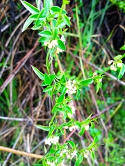 Magnoliopsida