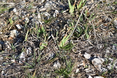 Iris pallida illyrica