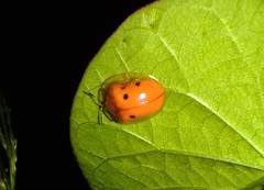 Charidotella sexpunctata