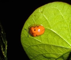 Charidotella sexpunctata