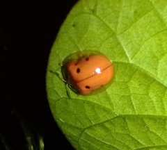 Charidotella sexpunctata