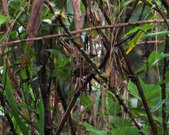 Syndactyla rufosuperciliata