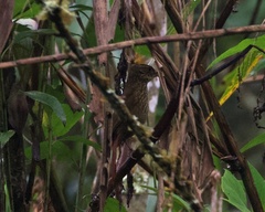 Syndactyla rufosuperciliata