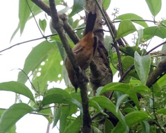 Kleinothraupis atropileus