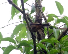 Kleinothraupis atropileus