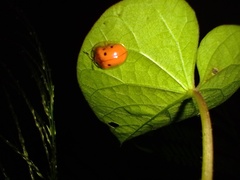 Charidotella sexpunctata