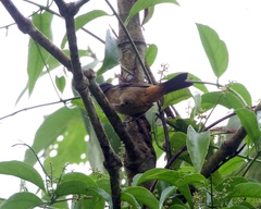 Kleinothraupis atropileus