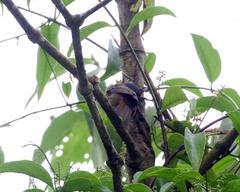 Kleinothraupis atropileus