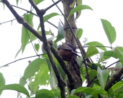 Kleinothraupis atropileus