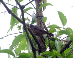 Kleinothraupis atropileus