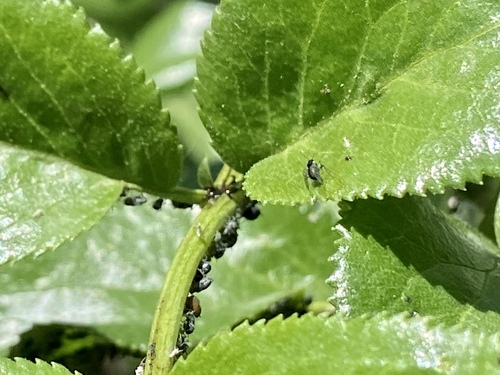 iNaturalist observation photo of Aphids