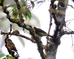 Mionectes striaticollis