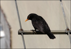 Turdus merula