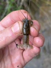 Cambarus latimanus