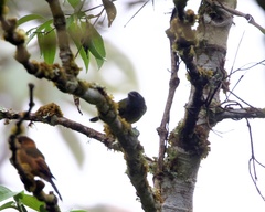 Mionectes striaticollis