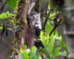 Mionectes striaticollis