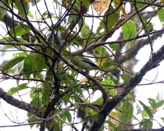 Pachyramphus versicolor