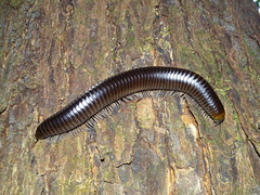Harpagophoridae
