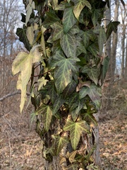 Hedera helix