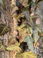 Hedera helix
