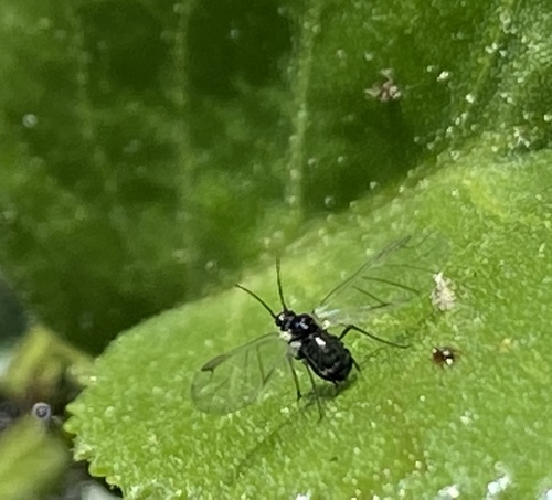 iNaturalist observation photo of Aphids