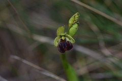 Ophrys sphegodes sphegodes