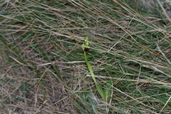 Ophrys sphegodes sphegodes