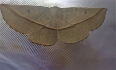 Phallaria ophiusaria