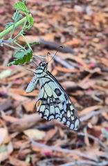 Papilio demoleus sthenelus