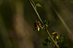 Hippocrepis emerus emeroides