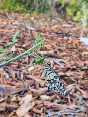 Papilio demoleus sthenelus