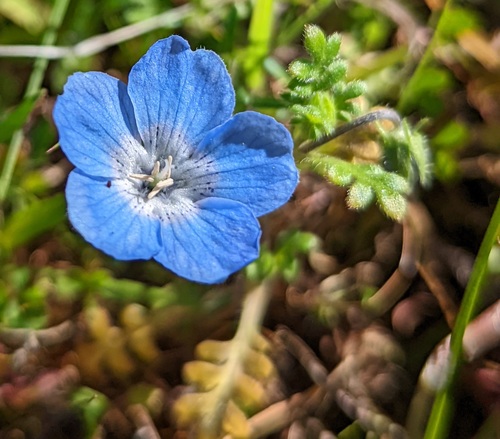 Nemophila menziesii