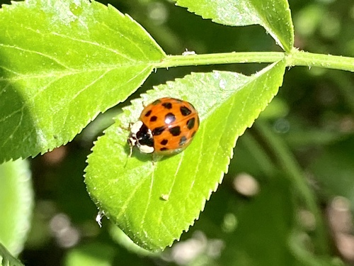 iNaturalist observation photo of Asian Lady Beetle