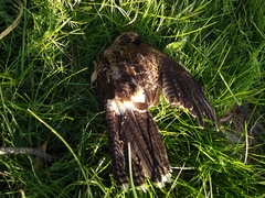 Parabuteo unicinctus unicinctus