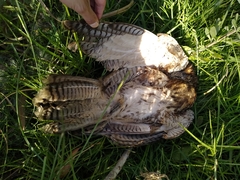 Parabuteo unicinctus unicinctus