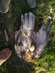 Parabuteo unicinctus unicinctus