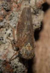 Metidiocerus rutilans