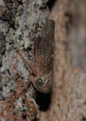 Metidiocerus rutilans