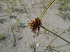 Cyperus capitatus