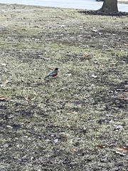 Turdus migratorius