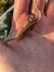 Ambystoma talpoideum