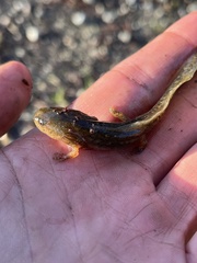 Ambystoma talpoideum