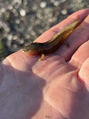 Ambystoma talpoideum